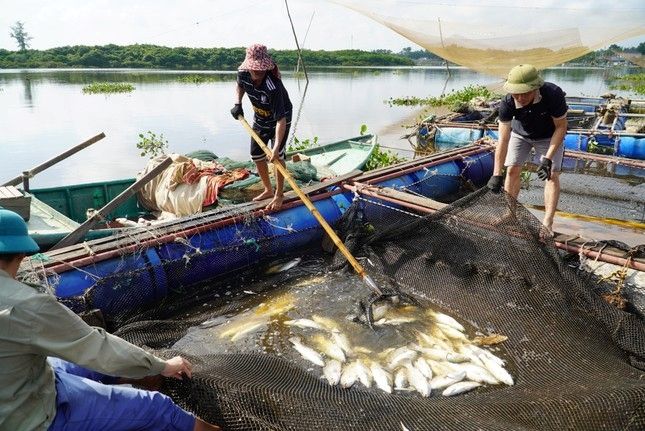 Hà Tĩnh: Nhiều thông số nguồn nước không phù hợp cho nuôi cá