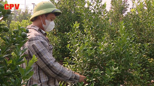 Làng đào, quất vào vụ sản xuất Tết