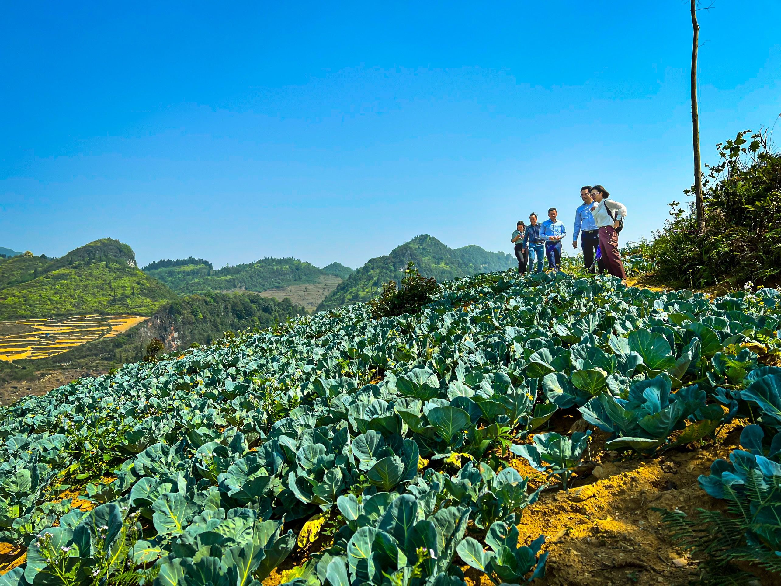Hà Giang: Hồi sinh đất cằn, phủ xanh vườn tạp