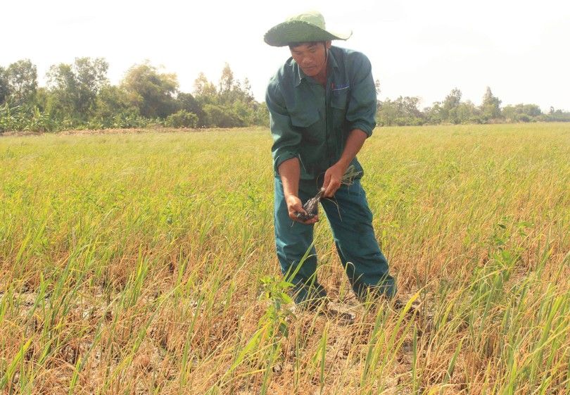 Sóc Trăng: Tình hình xâm nhập mặn diễn biến phức tạp