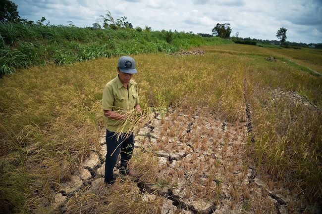 Tháng 3/2024, xâm nhập mặn tăng cao ở cửa sông Cửu Long