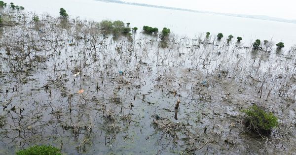 Quảng Nam: Sớm xác định nguyên nhân rừng ngập mặn chết