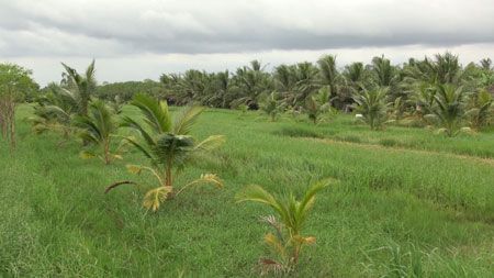 Chuyển đổi cơ cấu cây trồng, vật nuôi phù hợp để ứng phó xâm nhập mặn