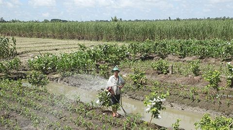 Hậu Giang: Cảnh báo nước mặn tiếp tục xâm nhập, thiếu nước ngọt