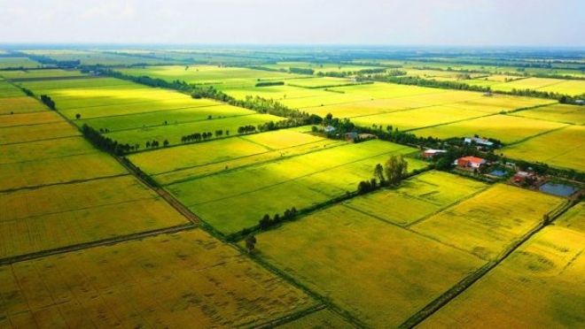 Không trực tiếp sản xuất nông nghiệp có được phép nhận chuyển nhượng đất trồng lúa?