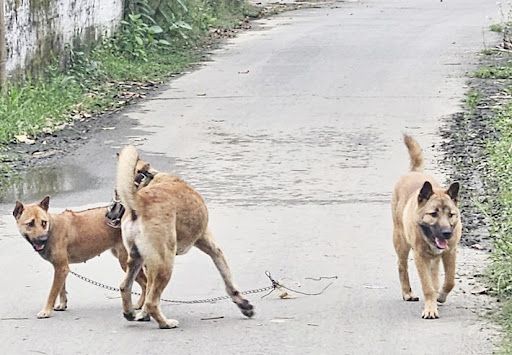 Khi "thú cưng" là nỗi bất an