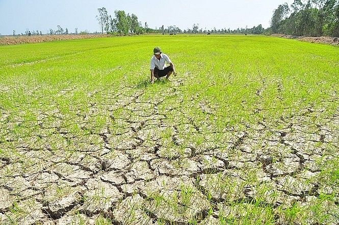 Triển khai linh hoạt các biện pháp ứng phó với khô hạn, xâm nhập mặn