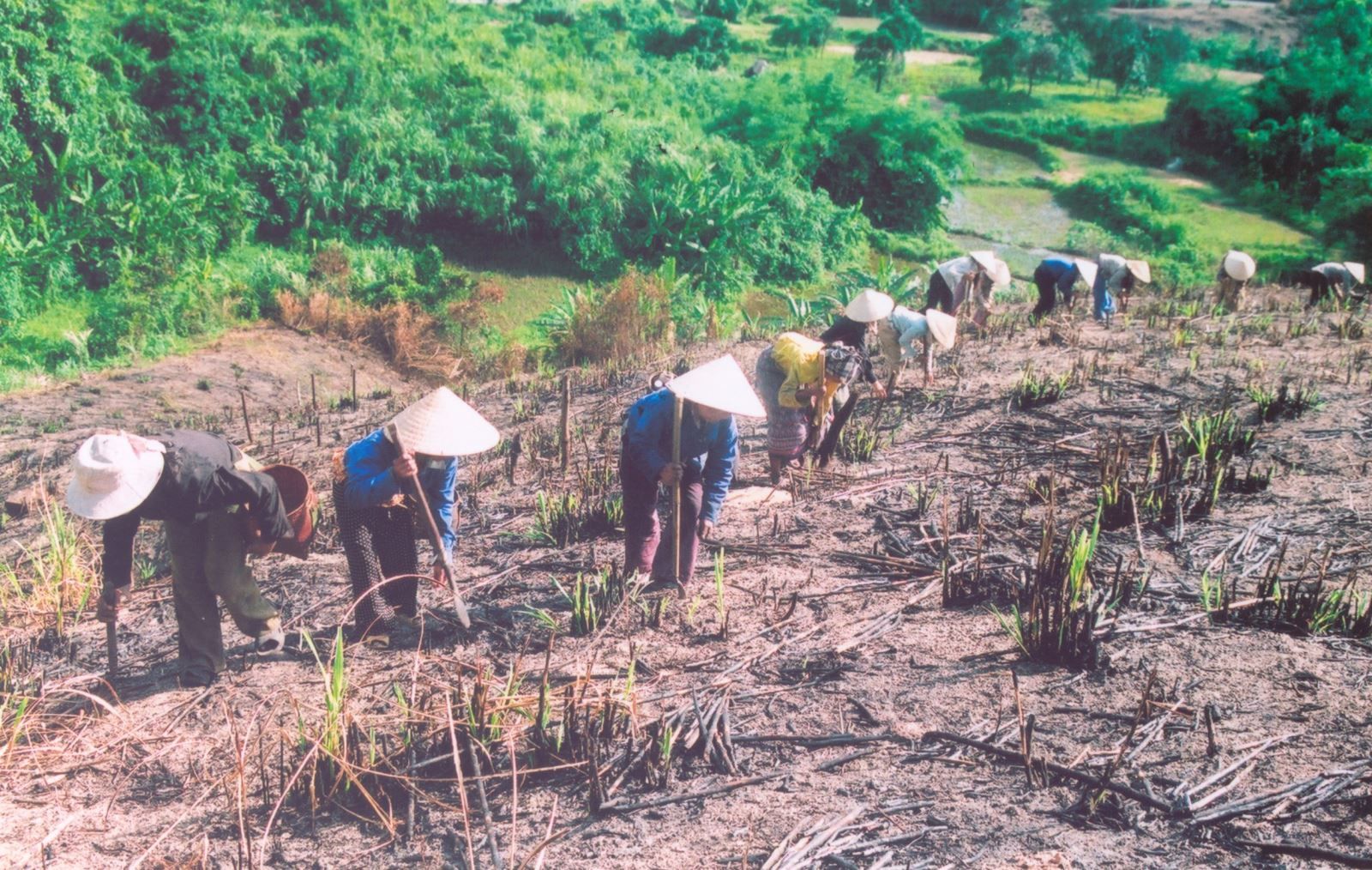 Canh tác nương rẫy tự phát – mối nguy tiềm ẩn tới môi trường và sự mất cân bằng hệ sinh thái 