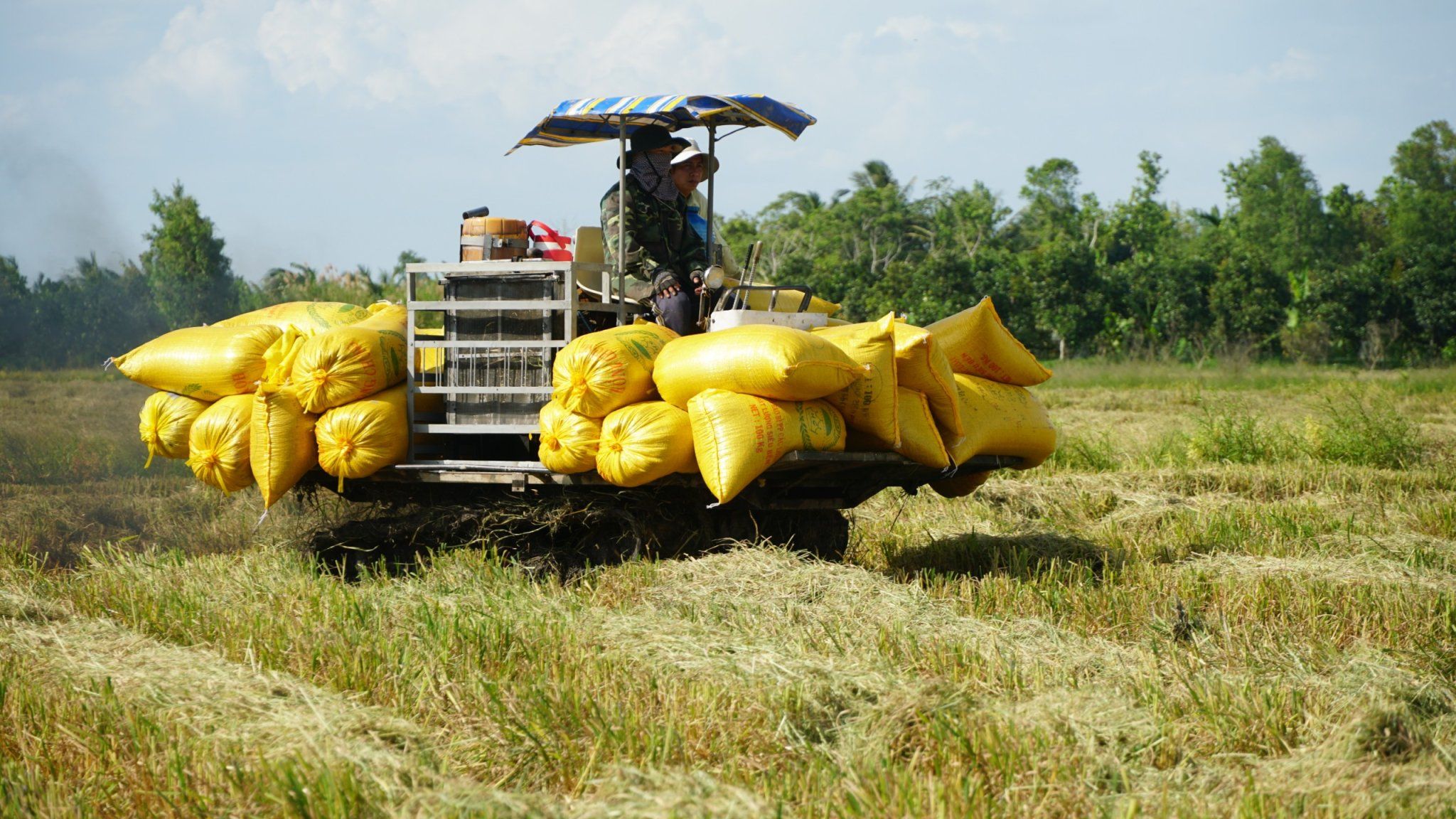 Khẩn trương triển khai các mô hình thí điểm canh tác lúa chất lượng cao, phát thải thấp 