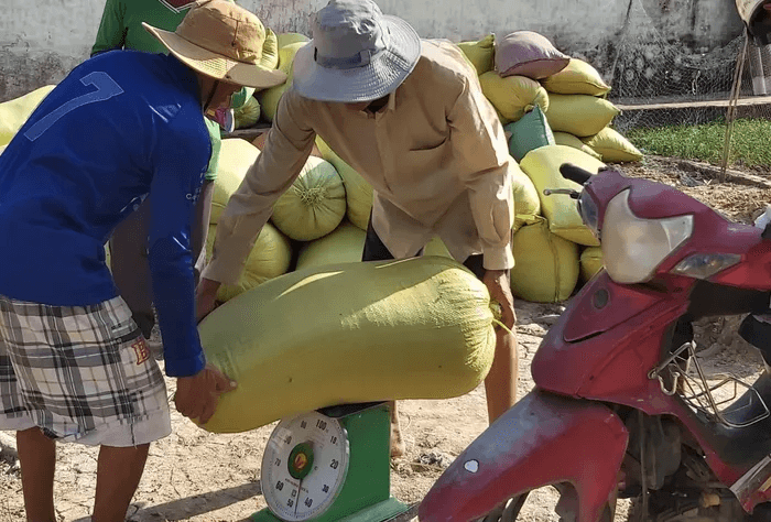 Cà Mau xác minh thông tin thương lái mua lúa không trả tiền cho nông dân