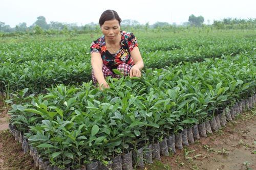 Khánh Hòa: Hướng đến mục tiêu đào tạo nghề nông nghiệp cho 3.237 lao động nông thôn