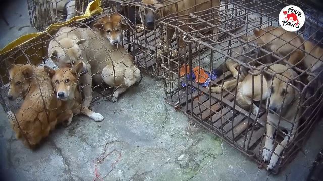 Công bố Báo cáo mới về hoạt động buôn bán thịt chó và mèo ở Việt Nam