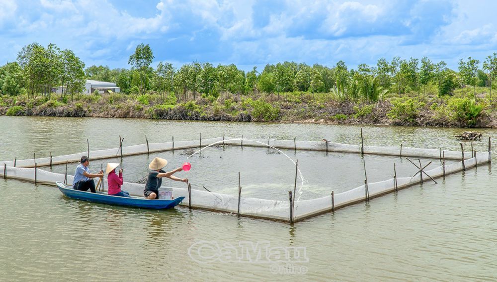 Cà Mau nuôi tôm theo hướng phát triển bền vững