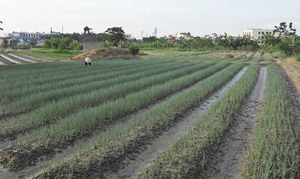 Về thăm thủ phủ rau màu lớn nhất tỉnh Thái Bình