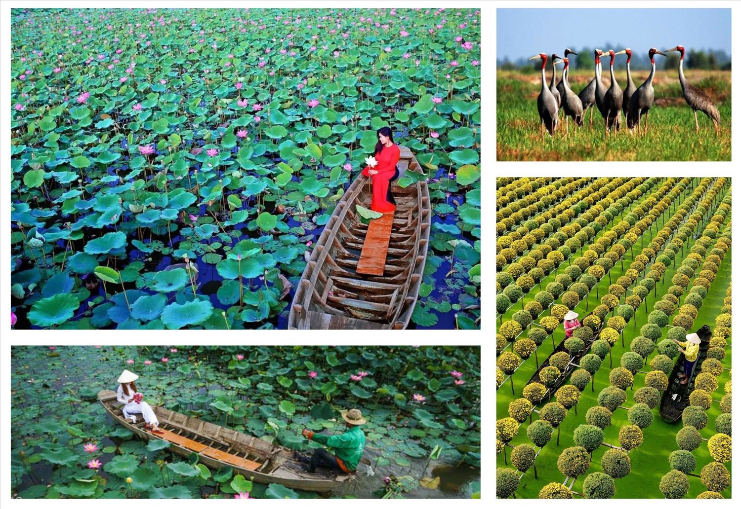 Du lịch Đồng Tháp xác định được vị thế trong khu vực Đồng bằng sông Cửu Long và cả nước 