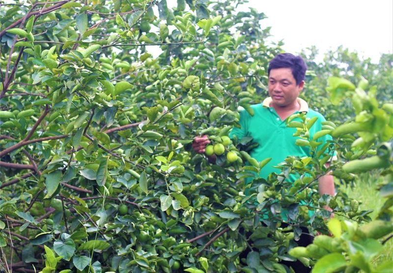 Chăm sóc, bảo vệ cây ăn trái trong mùa mưa, bão