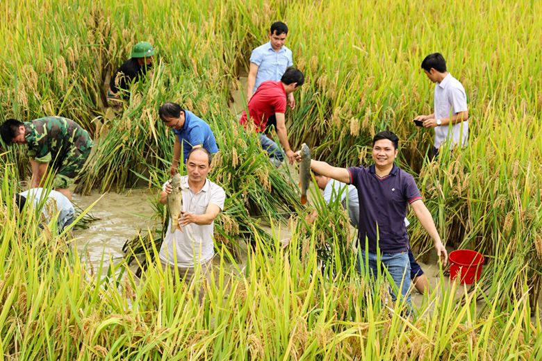 Đặc sắc "Qua miền di sản ruộng bậc thang Hoàng Su Phì" năm 2024