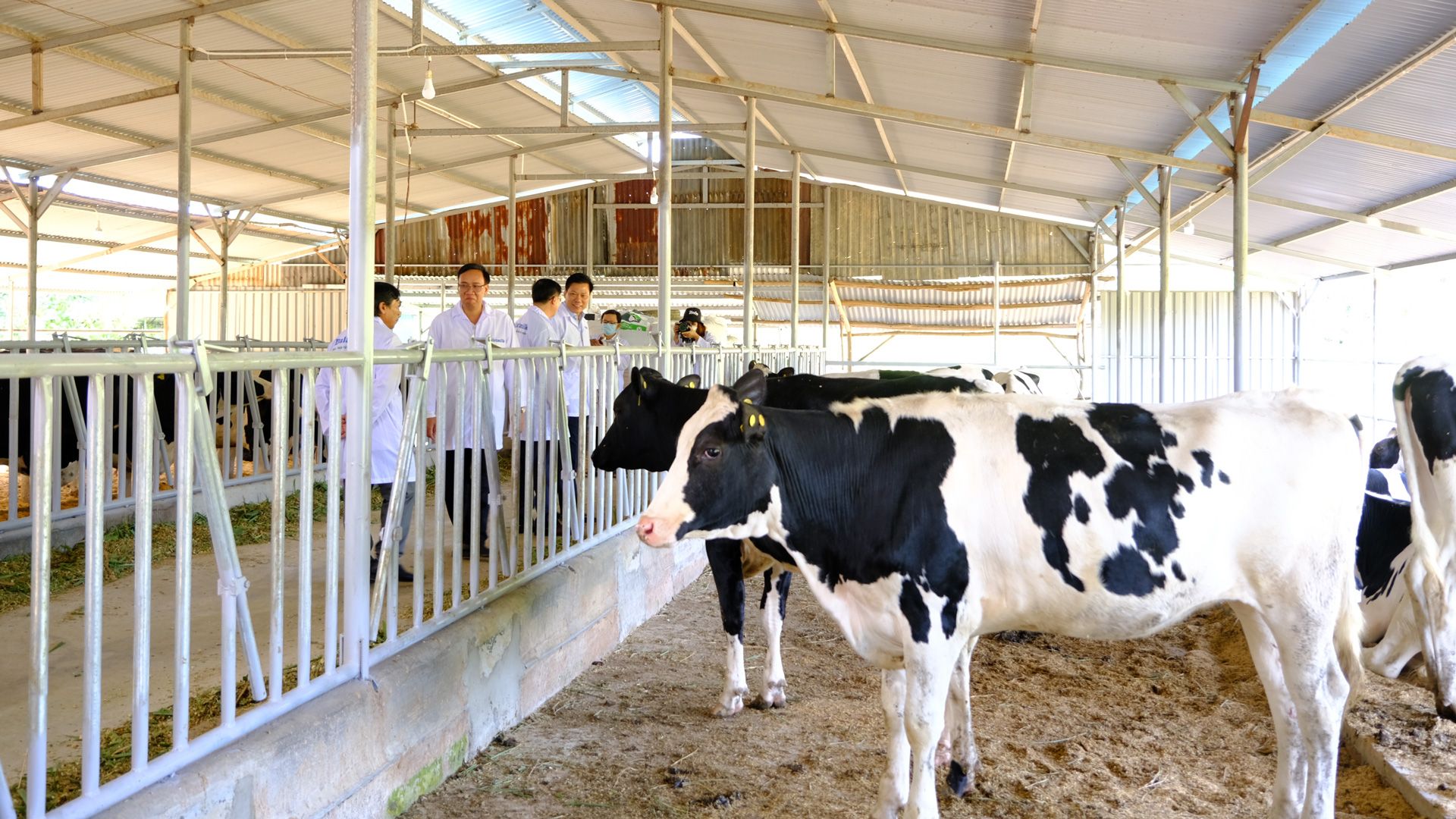 Huyện Cát Tiên (Lâm Đồng): Phát triển thế mạnh chăn nuôi bò sữa