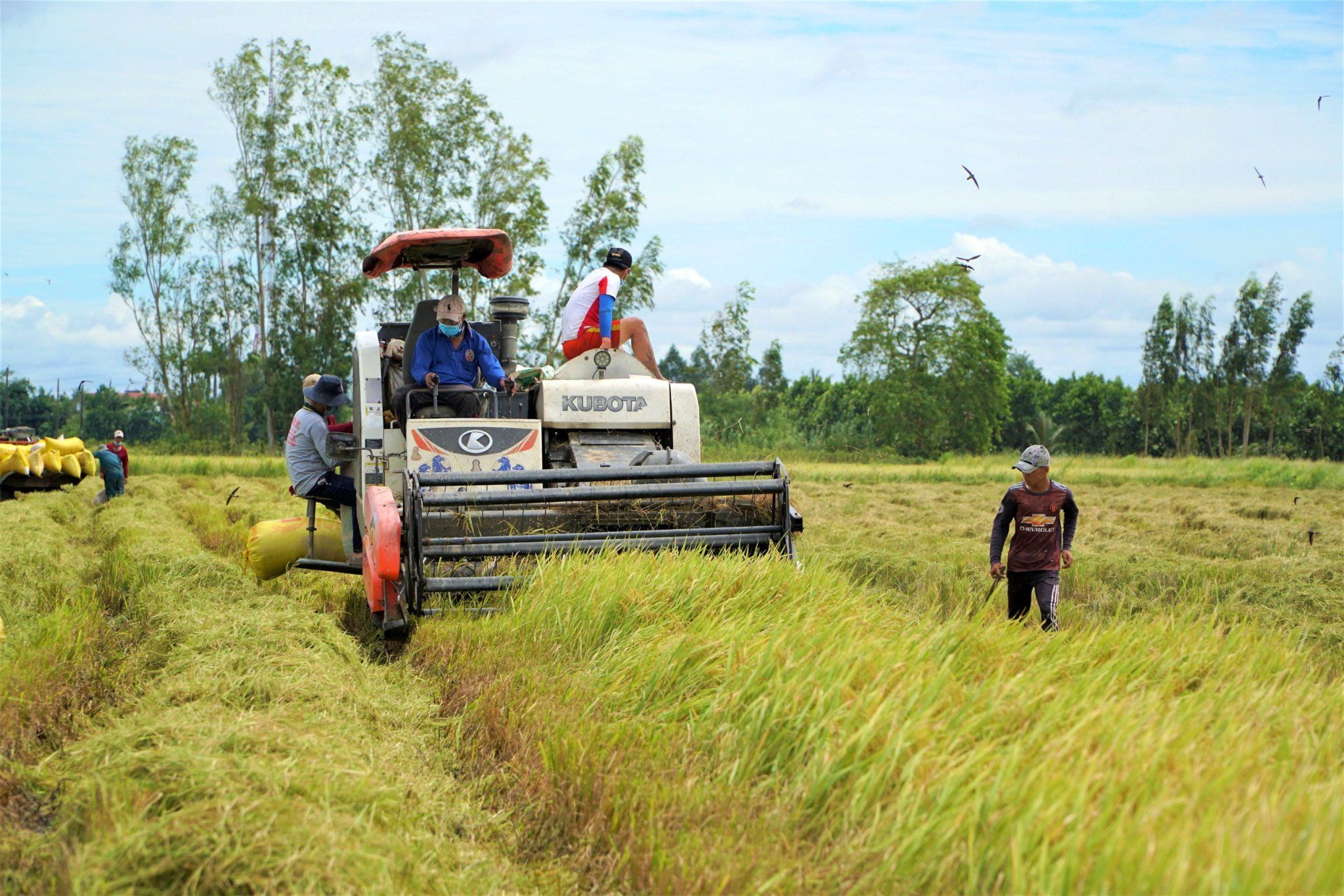 Hậu Giang tập trung thực hiện ba đột phá trong lĩnh vực nông nghiệp 