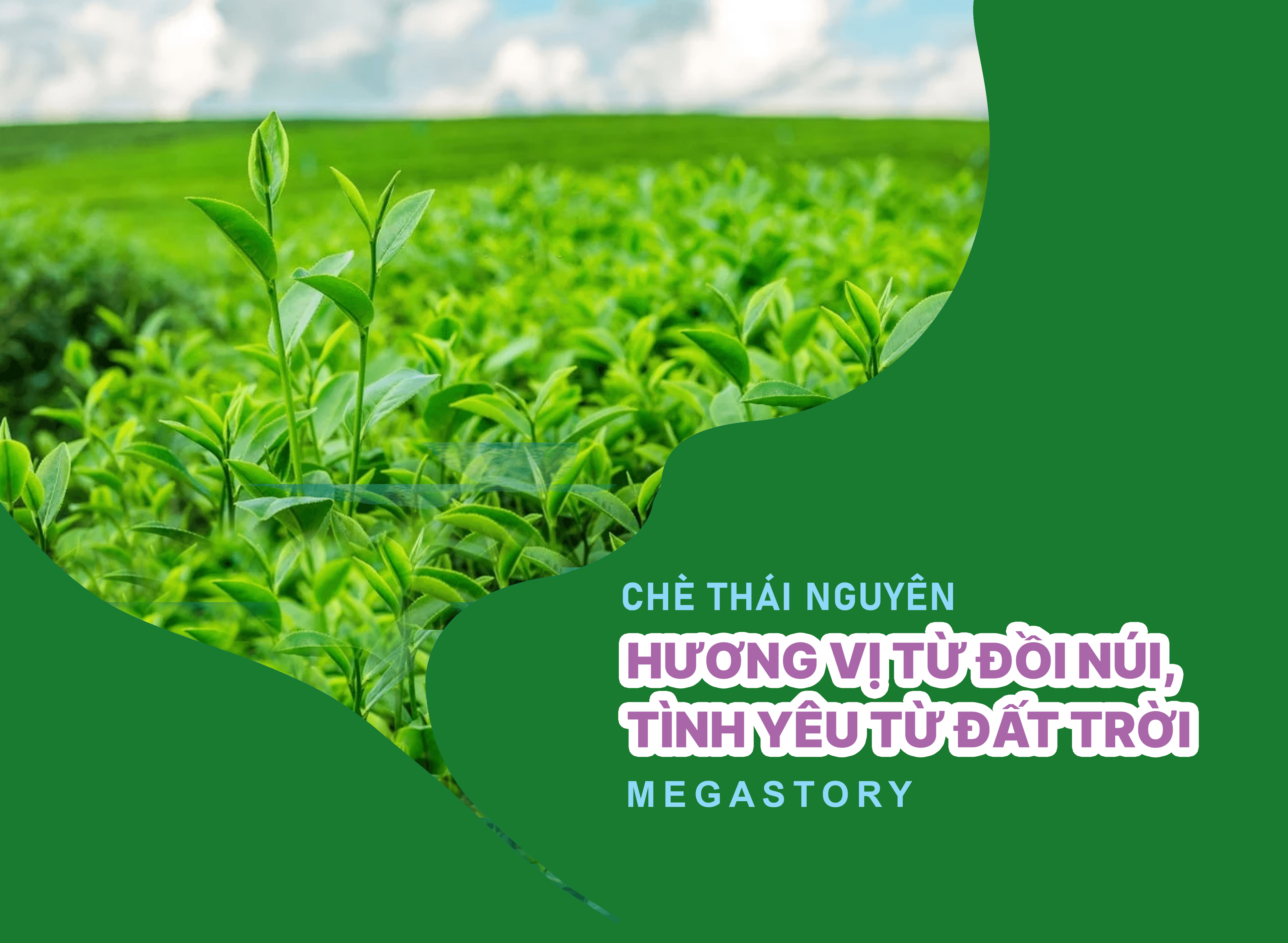 Chè Thái Nguyên: Hương vị từ đồi núi, tình yêu từ đất trời 