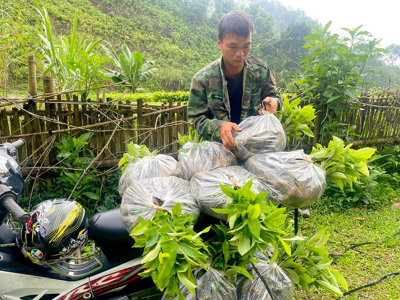 Bắc Kạn: Làm tốt công tác trồng rừng chống biến đổi khí hậu