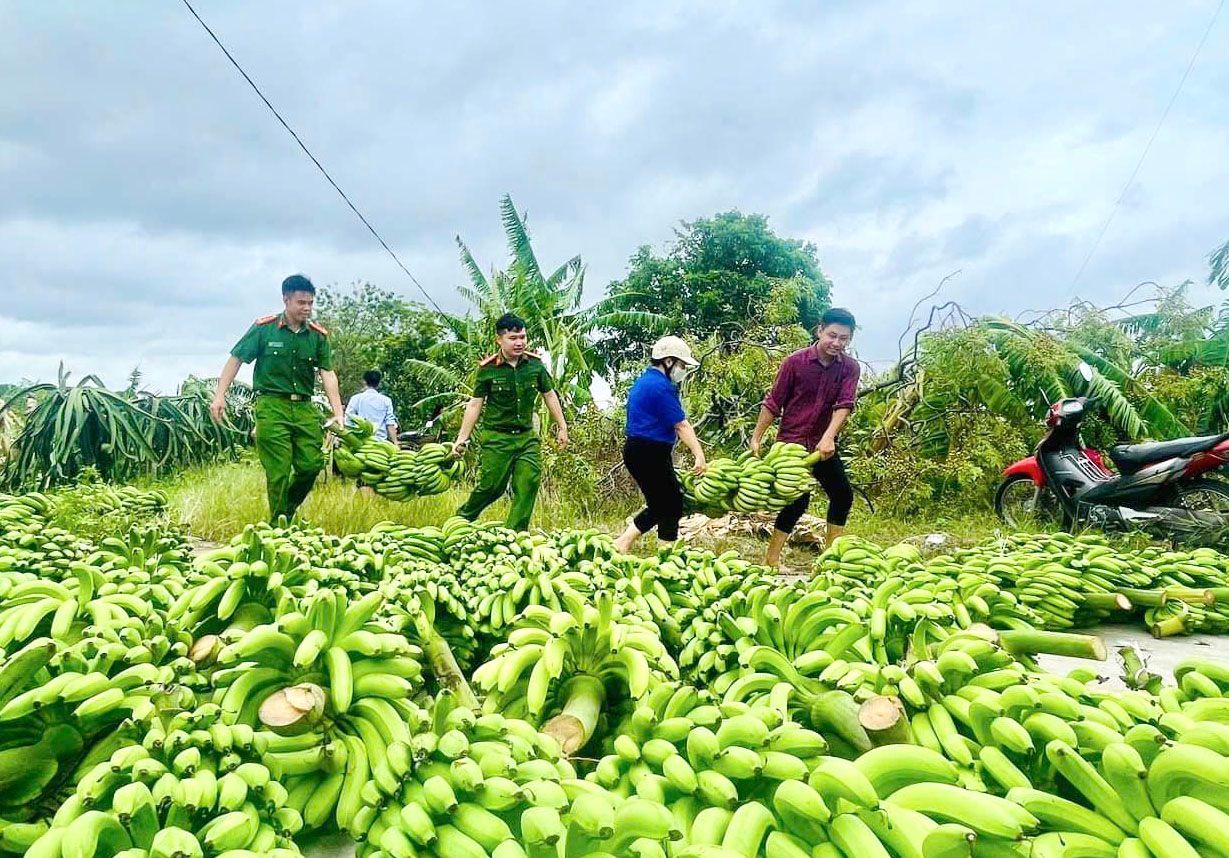 Gần 30 tấn chuối xanh được tuổi trẻ Thái Bình hỗ trợ nông dân tiêu thụ