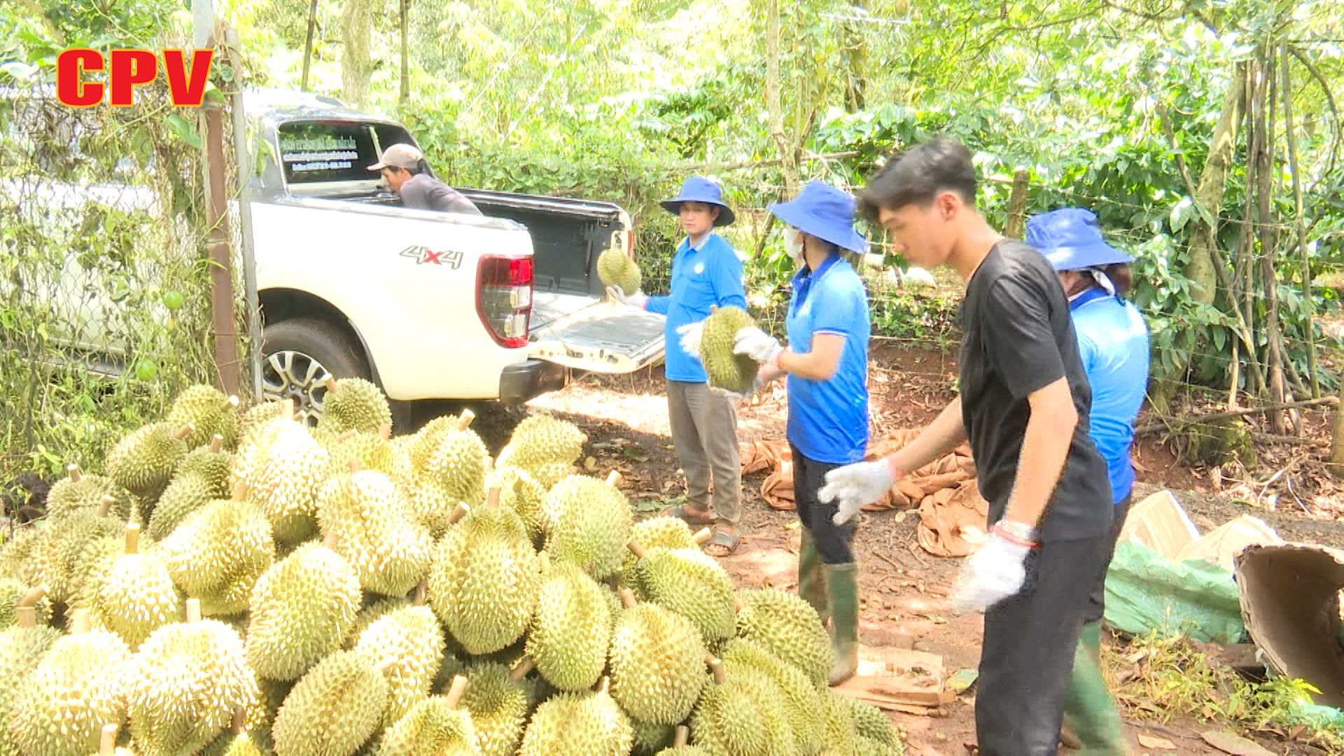 Người trồng sầu riêng ở Đắk Lắk vượt khó