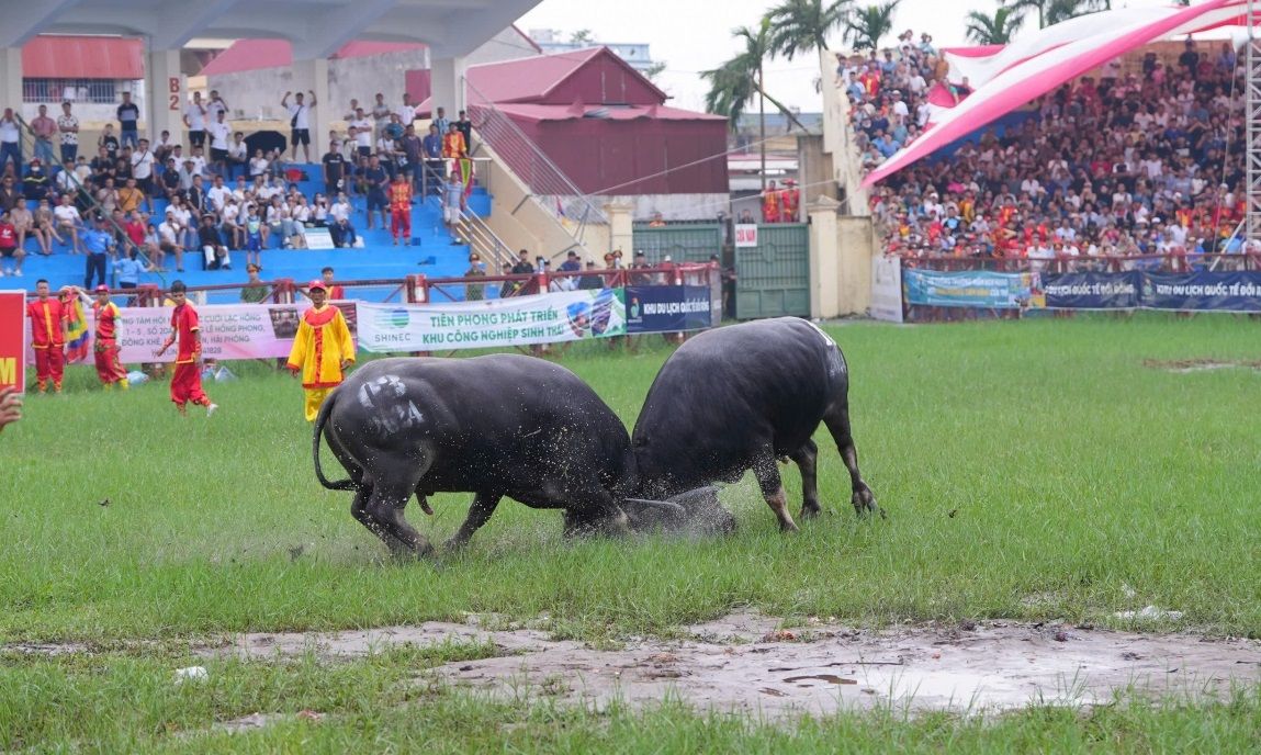 Tưng bừng Lễ hội chọi trâu truyền thống Đồ Sơn