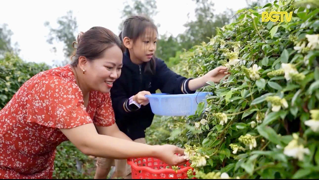 Trải nghiệm hái hoa sâm Nam núi Dành tại Tân Yên