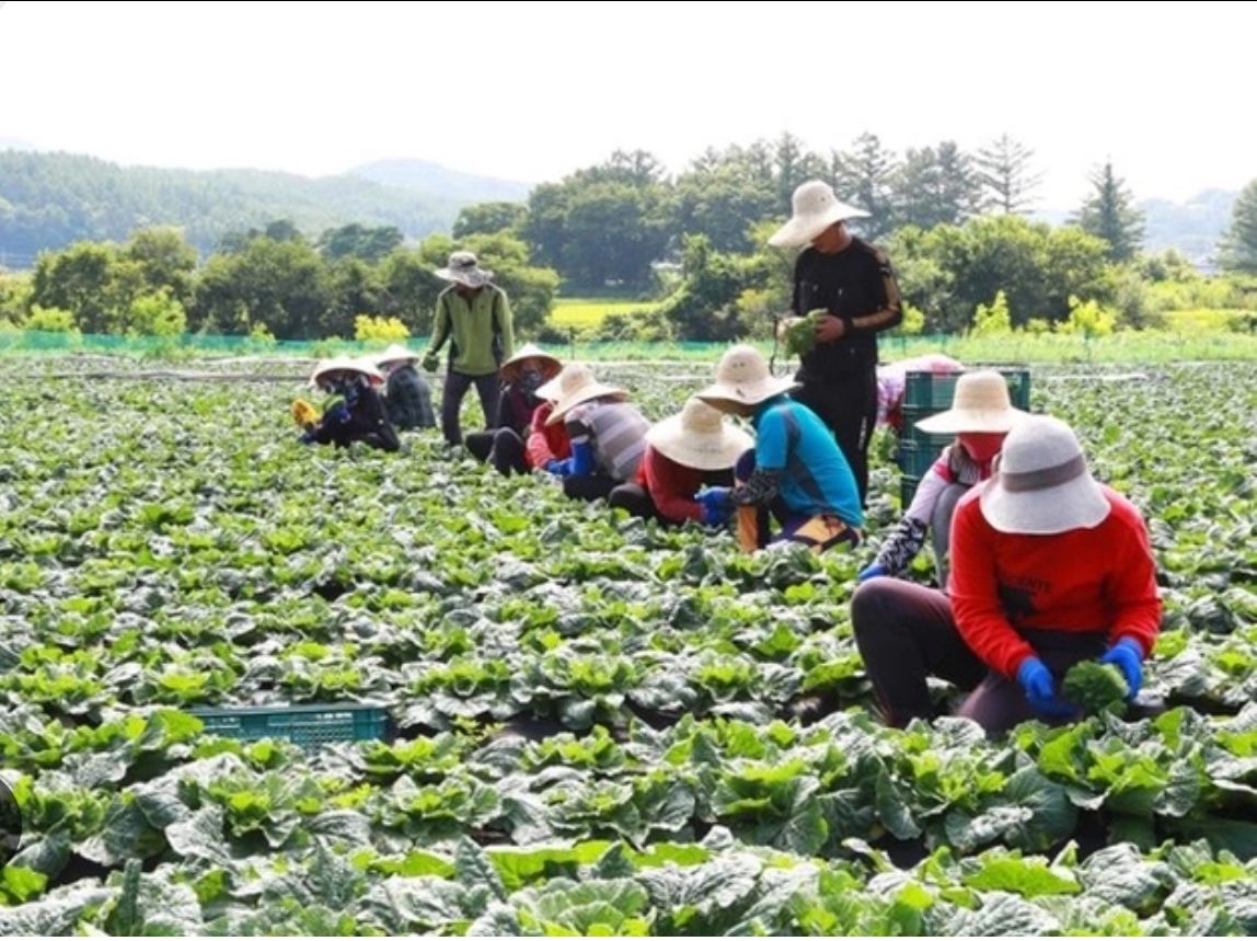 Cảnh báo lừa đảo người lao động đi làm việc tại Hàn Quốc