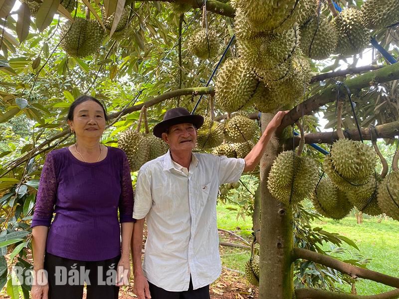 Đắk Lắk sản xuất sầu riêng ứng dụng công nghệ thông minh và du lịch trải nghiệm nông nghiệp