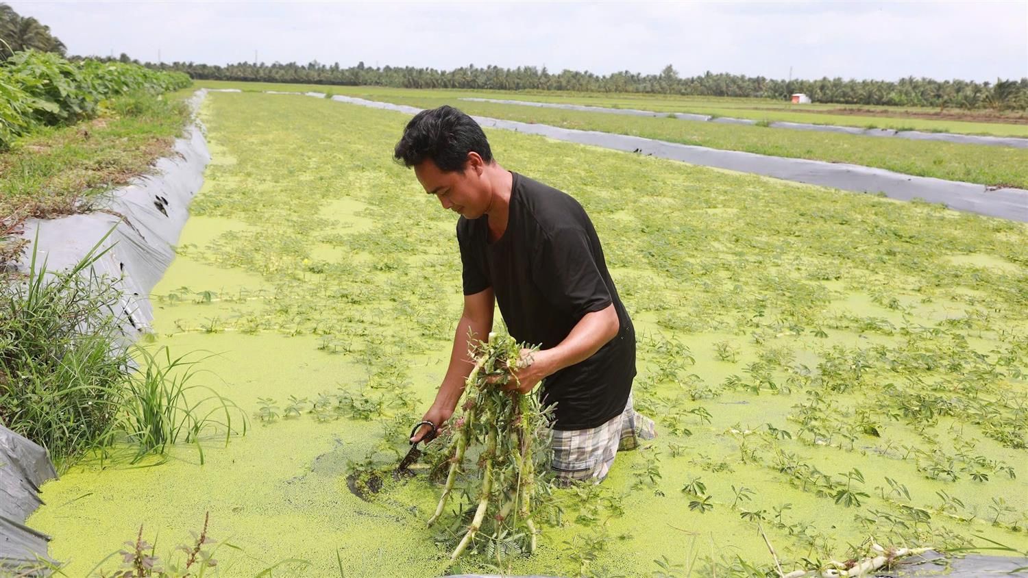 Phát triển làng nghề nông thôn trên cơ sở ứng dụng khoa học kỹ thuật vào sản xuất 