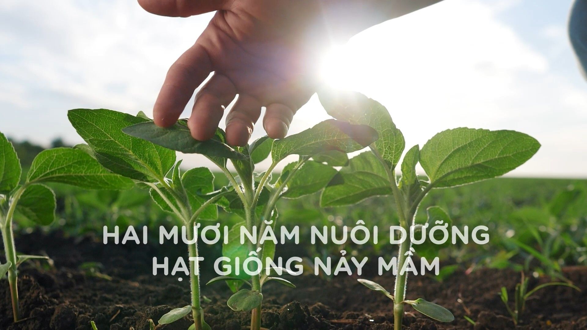 Chào Phú Mỹ, đón hân hoan...