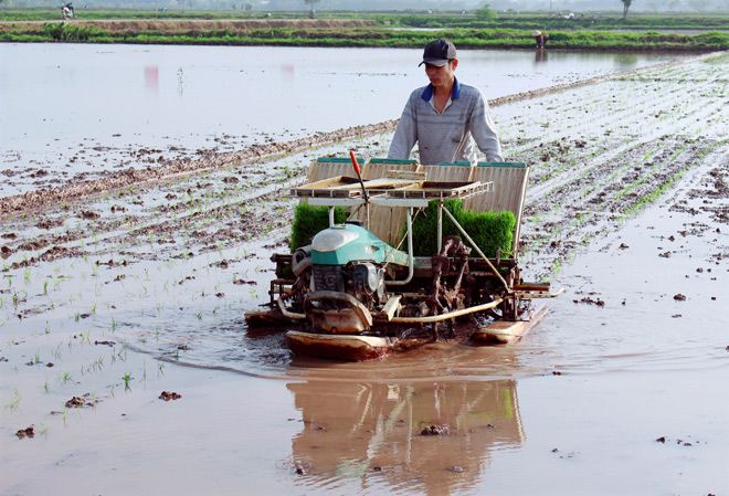 Vĩnh Phúc: Hiệu quả của mô hình “Cánh đồng không dấu chân người”